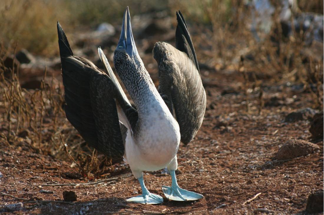 Male Blue Footed Booby doing mating dance, Galapagos Islands |  <i>Ian Cooper</i>