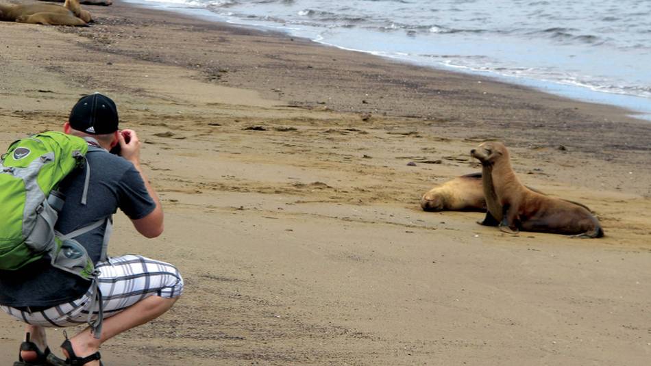 Photographing the Galapagos fur seals on the beach | Kate Harper