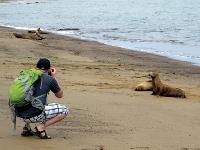 Photographing the Galapagos fur seals on the beach |  <i>Kate Harper</i>