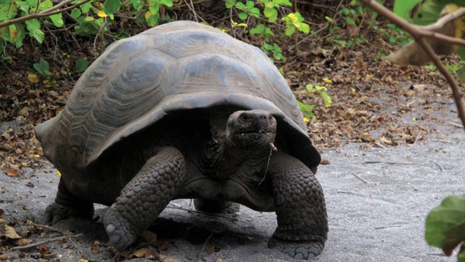 Beautiful Galapagos tortoise enjoying some sun | Kate Harper