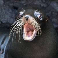 A sea lion in the Galapagos Islands | Alex Cearns | Houndstooth Studios