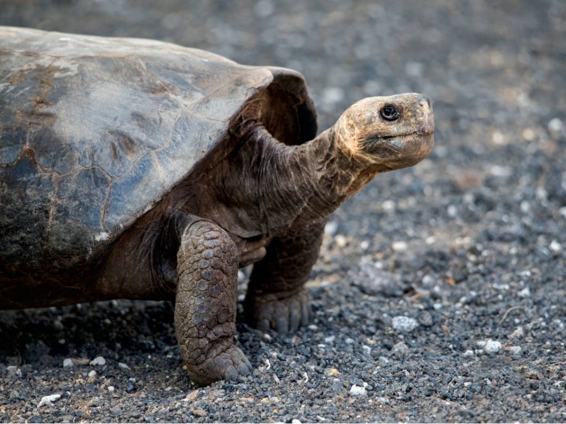 Galapagos Tortoise |  <i>Alex Cearns | Houndstooth Studios</i>