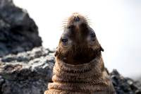 A fur seal poses for the camera |  <i>Alex Cearns | Houndstooth Studios</i>
