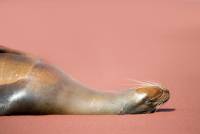 A fur seal takes a nap on the beach in the Galapagos |  <i>Alex Cearns | Houndstooth Studios</i>