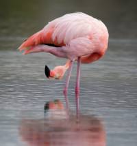 Flamingo in the Galapagos Islands |  <i>Alex Cearns | Houndstooth Studios</i>