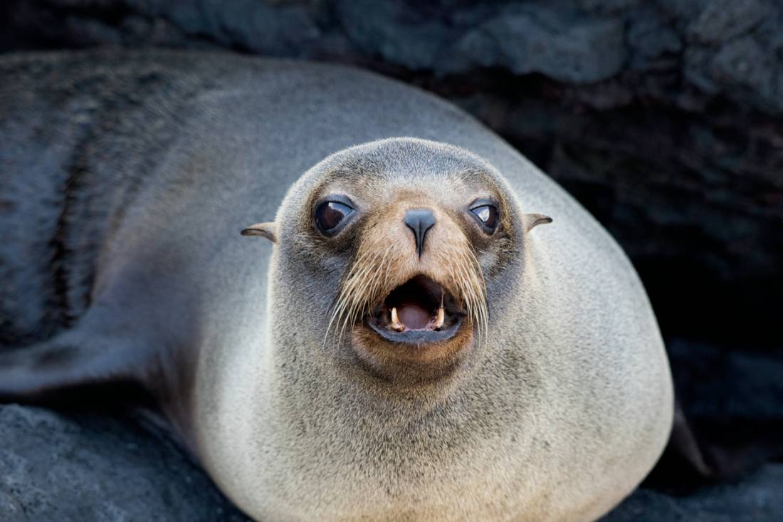 Fur seal in the Galapagos Islands |  <i>Alex Cearns | Houndstooth Studios</i>