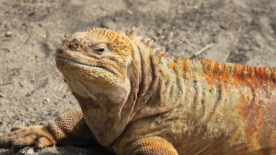 Galapagos land iguana | Ken Harris