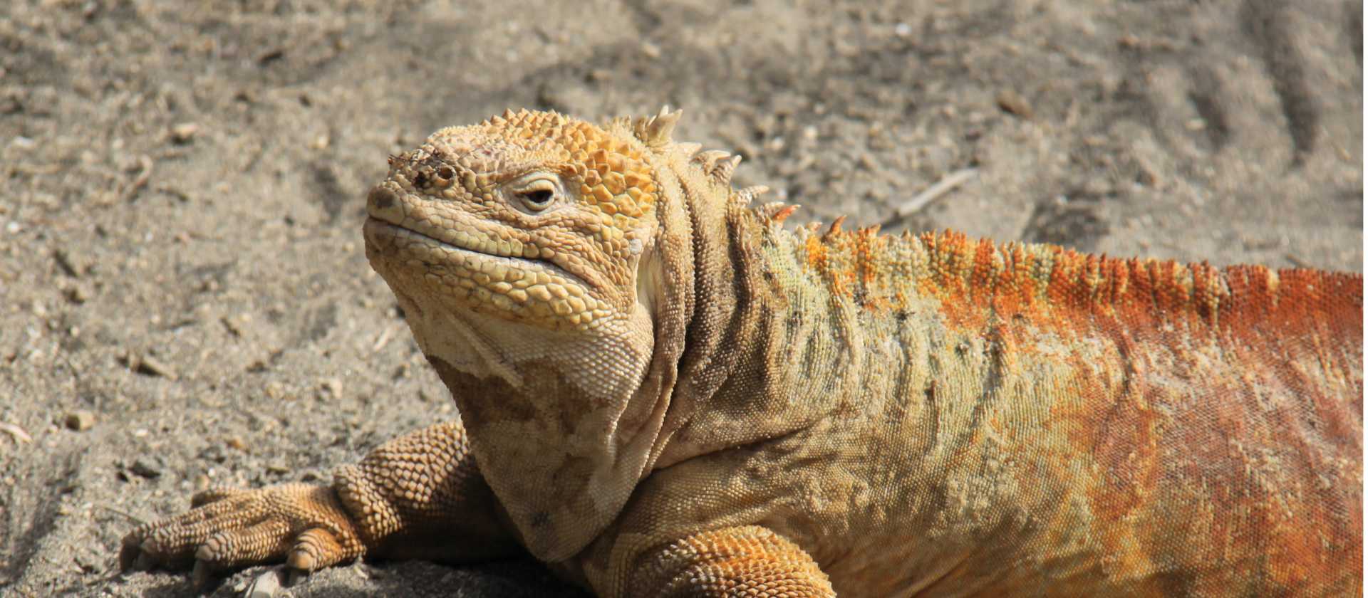 galapagos in depth on archipel 1