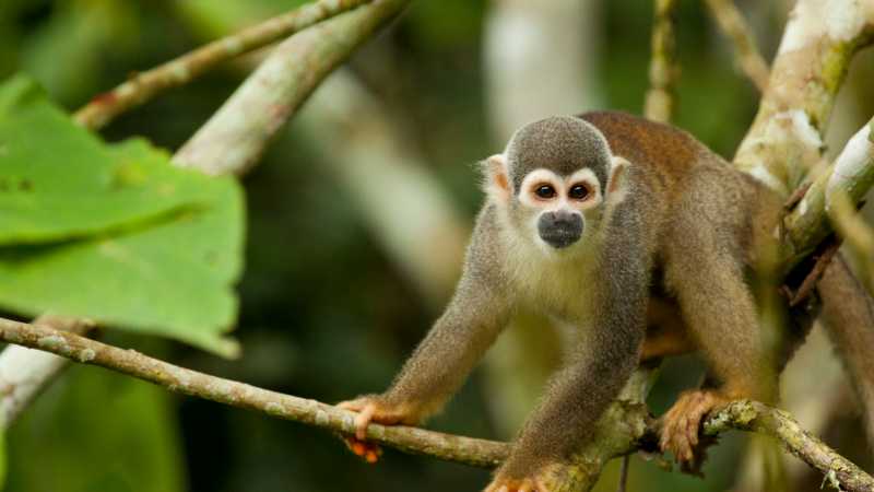 Spider Monkey making his way through the jungle