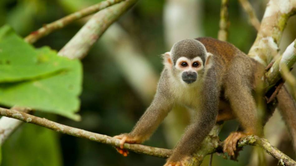Spider Monkey making his way through the jungle