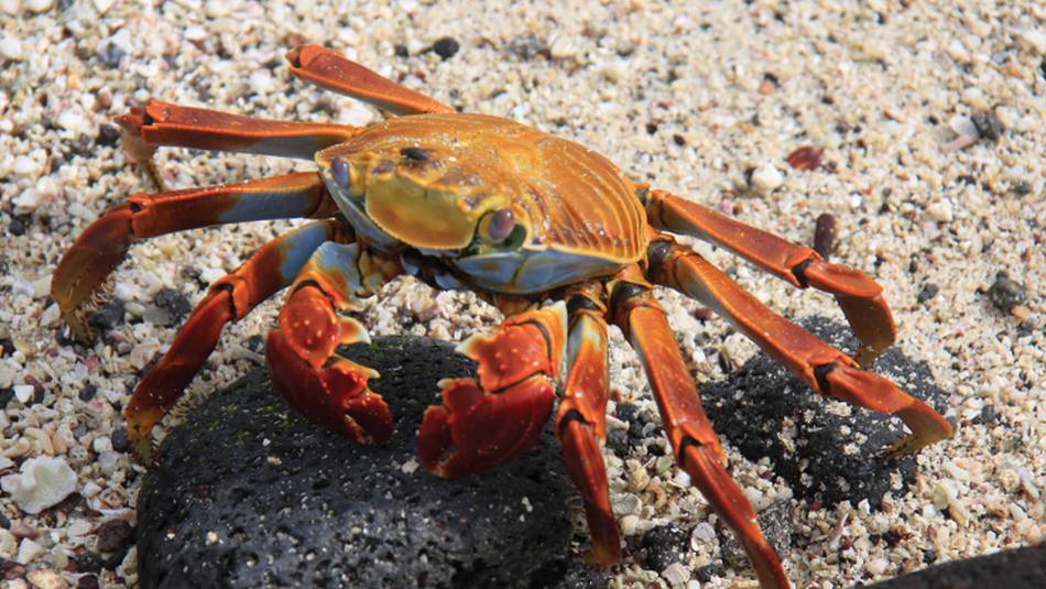 Red rock crab, Galapagos islands | Ken Harris