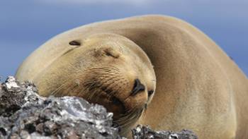 Sea Lion in the Galapagos islands