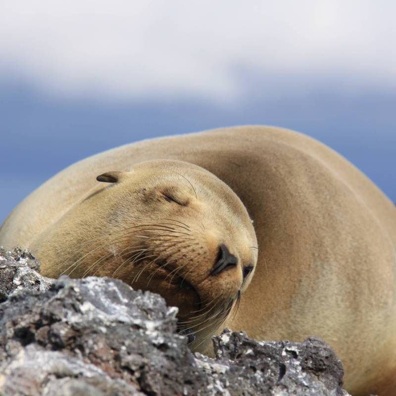 Sea Lion in the Galapagos islands | Ken Harris
