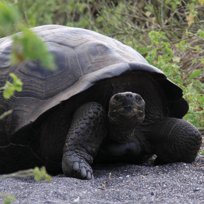 The Galapagos giant tortoise is the largest living species and native to the islands of the Galapagos | Ken Harris