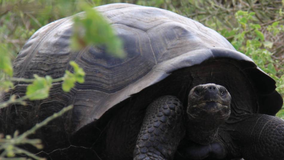 The Galapagos giant tortoise is the largest living species and native to the islands of the Galapagos | Ken Harris