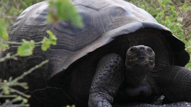 The Galapagos giant tortoise is the largest living species and native to the islands of the Galapagos | Ken Harris