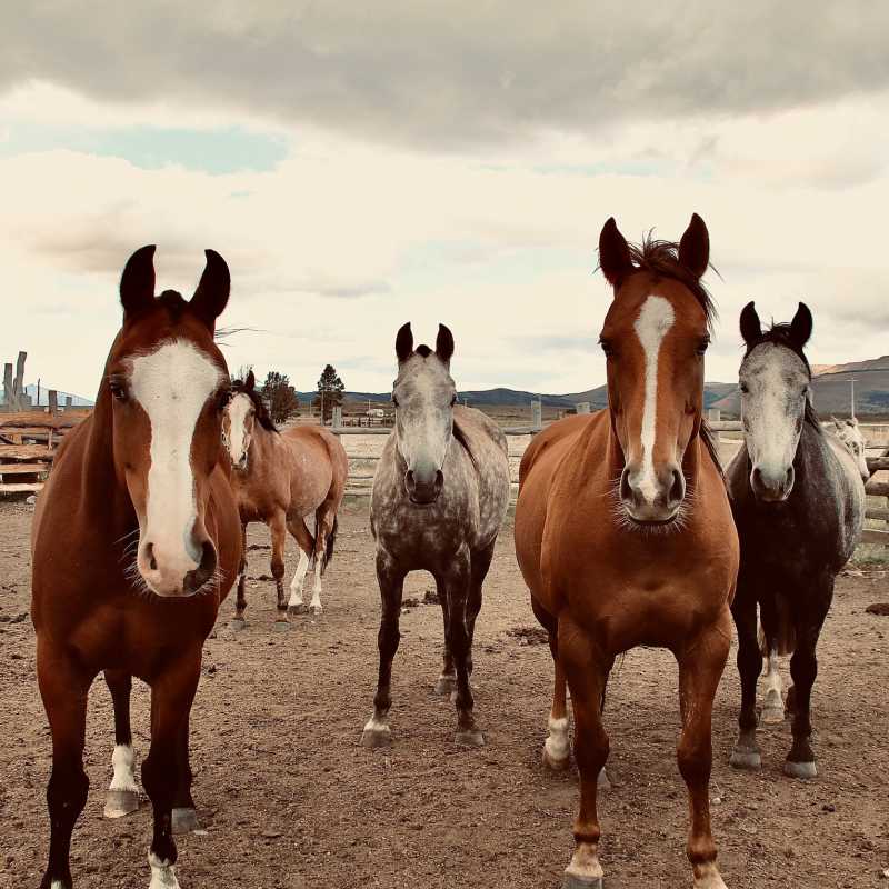 Our trusty steeds