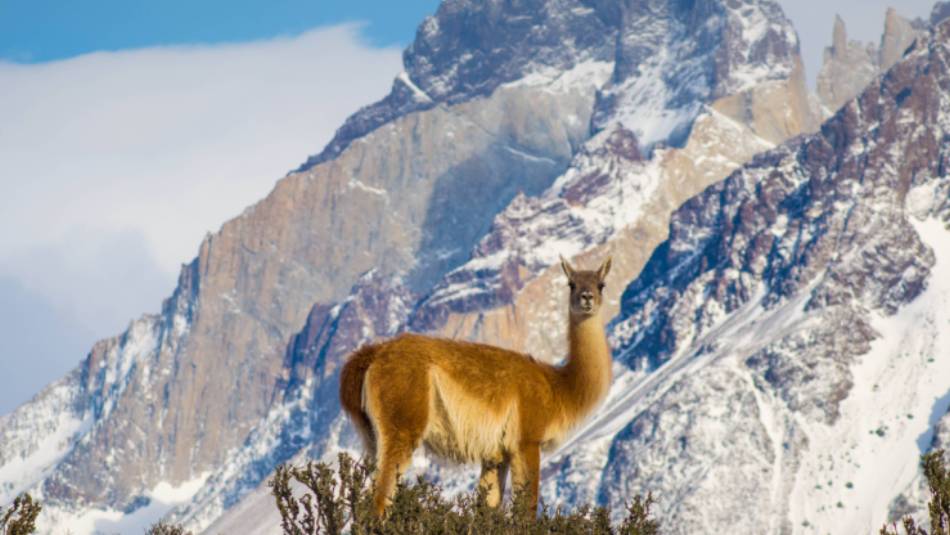 It's not just humans who like to explore the Torres del Paine National Park in Chile