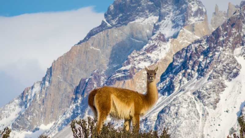 It's not just humans who like to explore the Torres del Paine National Park in Chile