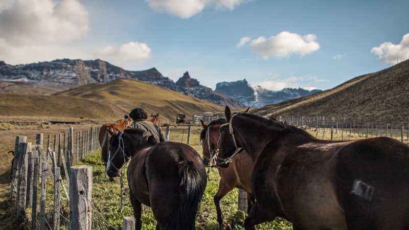 Our horses are a mix of Chilean Criollo and native Patagonian breeds, sure-footed, responsive, and extremely well-suited to the Patagonian landscape