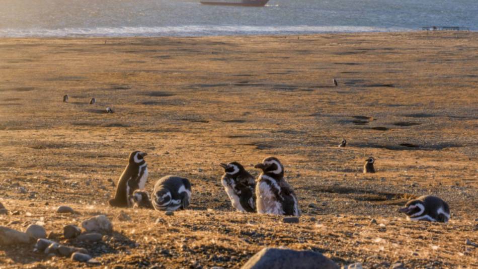 Magellanic penguins on Magdelena Island, Chile
