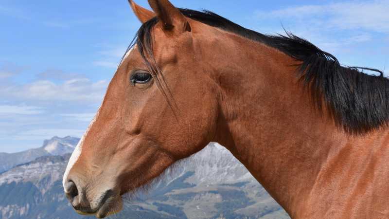 Horse riding on the Mitre Peninsula