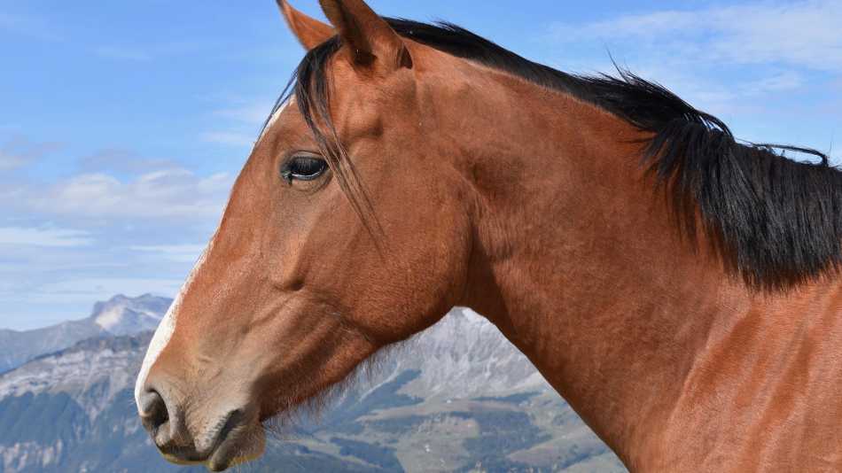 Horse riding on the Mitre Peninsula