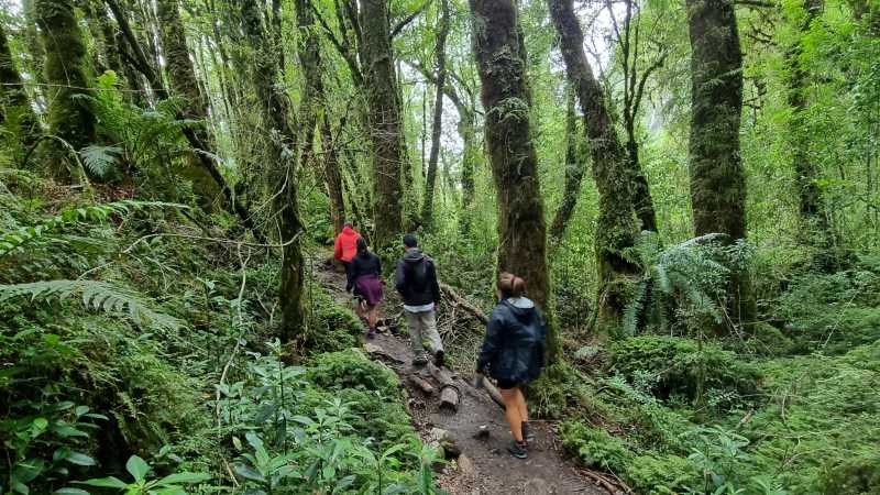 Trekking in Queulat National Park
