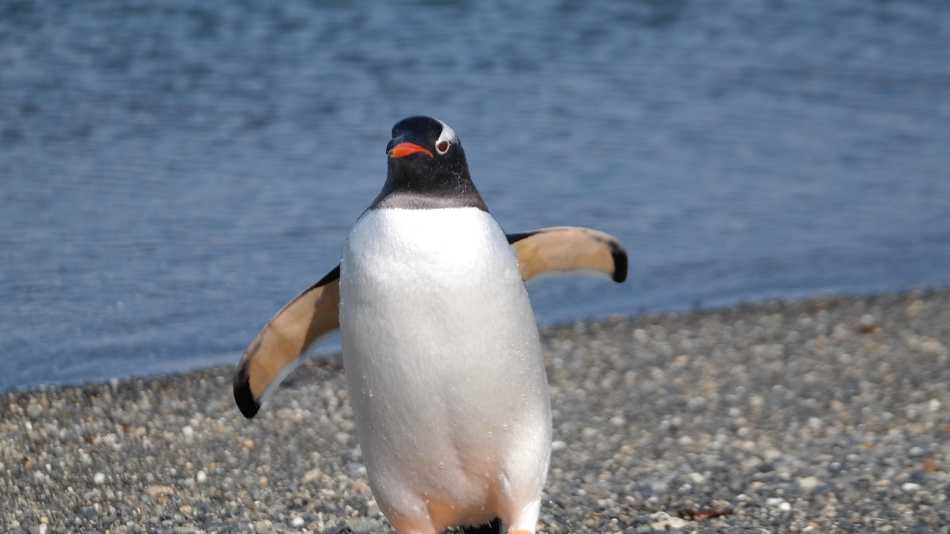 Ushuaia has a wealth of animals including the penguin, best spot to see them is at Martillo Island, also known as "La Pingüinera," located in the Beagle Channel
