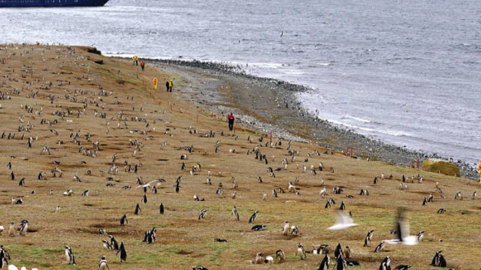 Penguins on Magdalena Island