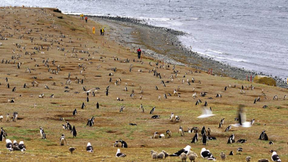 Penguins on Magdalena Island