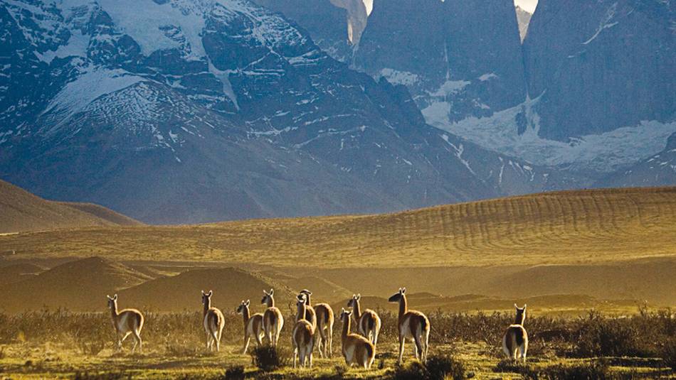 Vicuna grazing the remote valleys of Patagonia