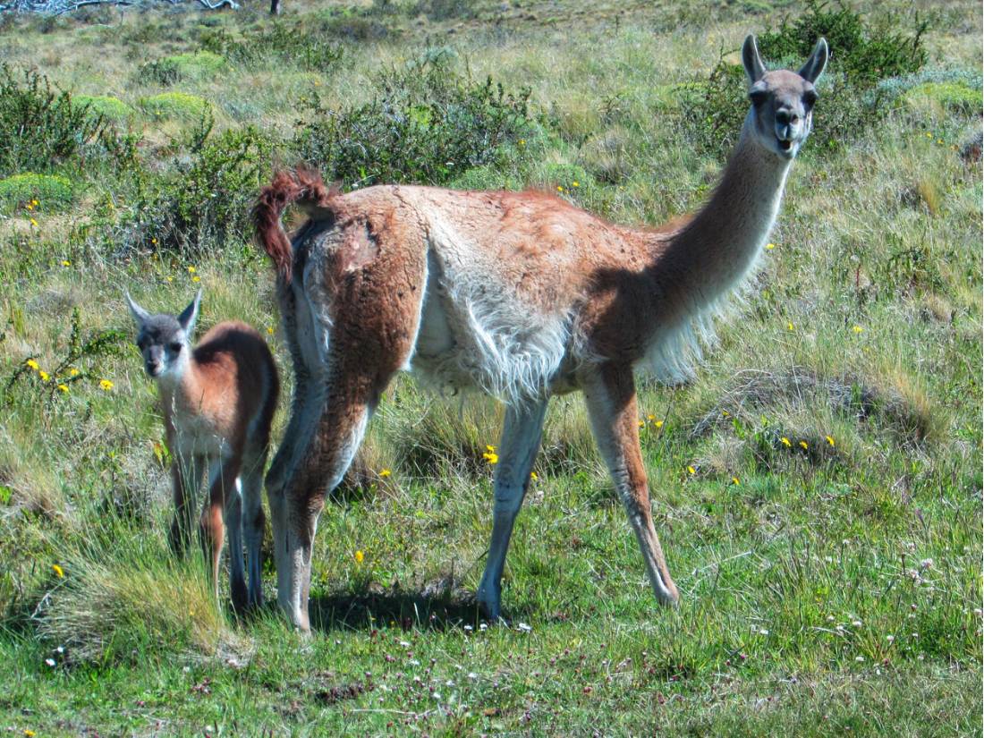 Guanacos in Torres Del Paine National Park |  <i>'A Girl and her eBike'</i>