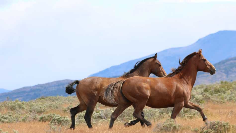Wild horses also roam the Patagonian plains, happy to canter alongside their trained companions