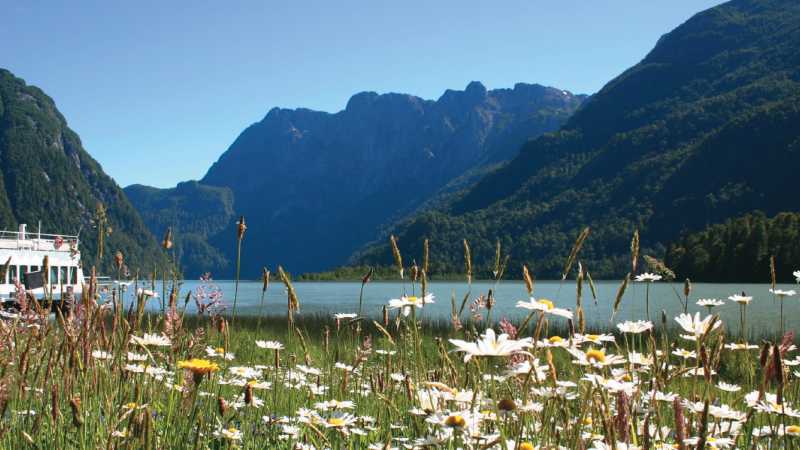 Wildflowers in the Lakes district, Patagonia