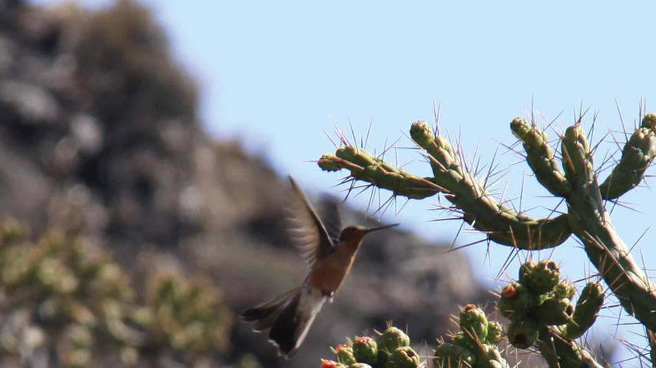 Beautiful and diverse flora and fauna of the Peruvian Andes | Ken Harris