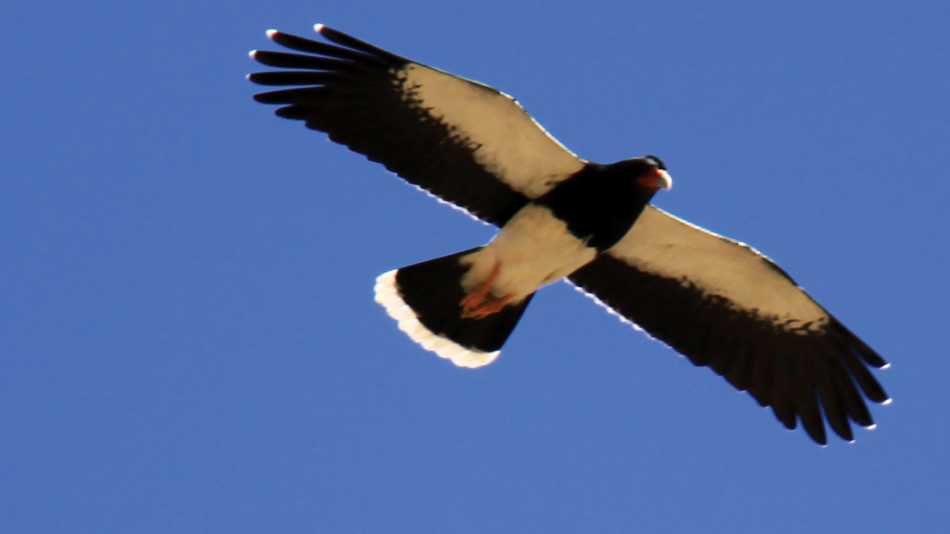Condor flies over the Huayhuash mountains in Peru | Ken Harris