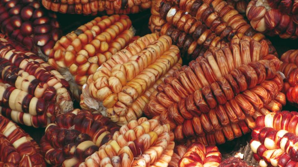 Dried corn at a stall in Pisac market, Peru | Ian Williams
