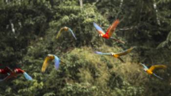 Find incredible birdlife in Tambopata