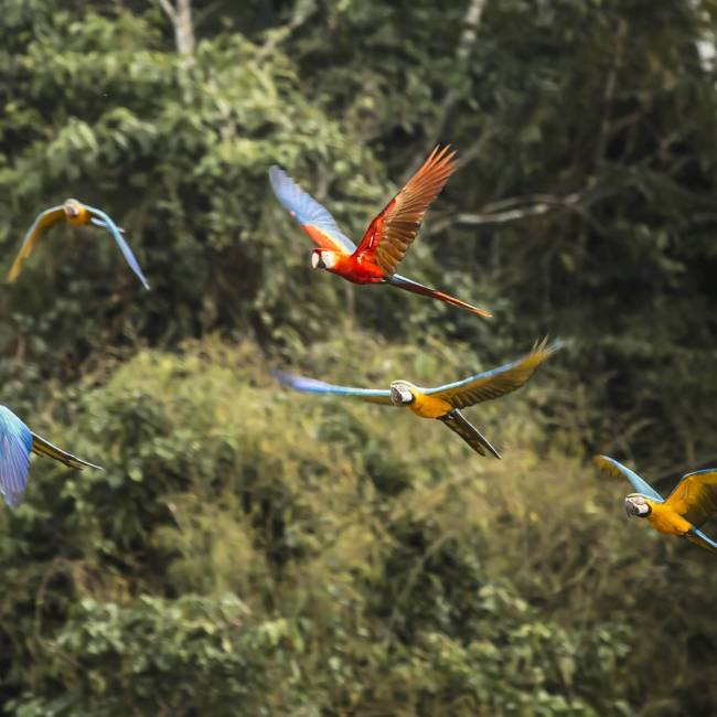 Find incredible birdlife in Tambopata