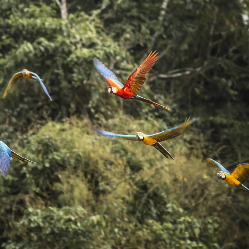 Find incredible birdlife in Tambopata
