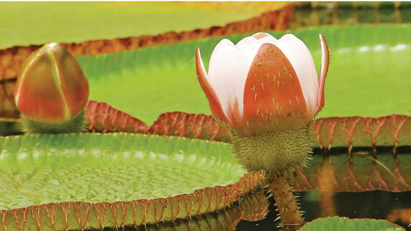 The beautiful Victoria amazonica, the Queen of the water lilies.