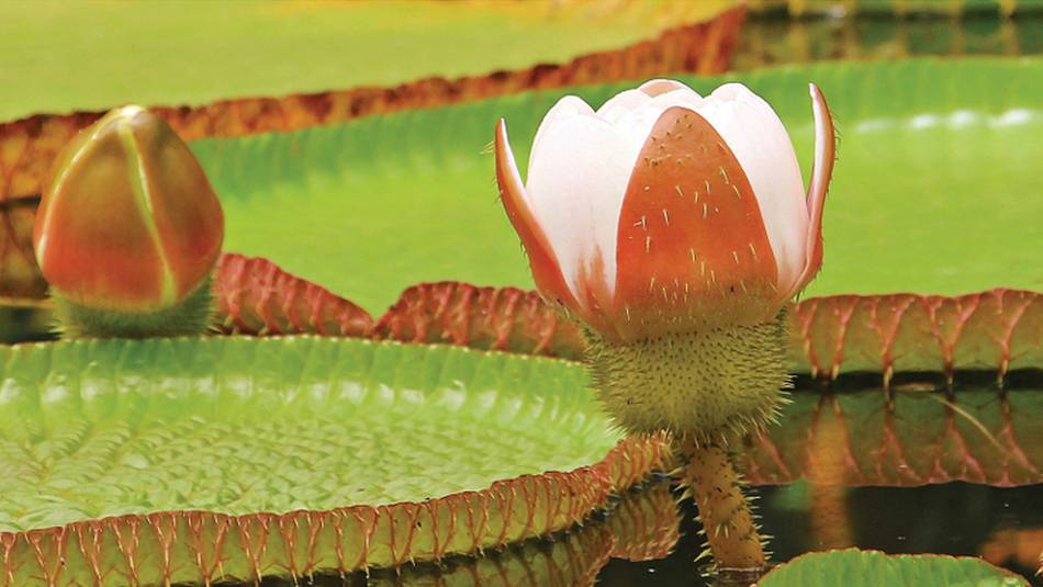 The beautiful Victoria amazonica, the Queen of the water lilies.