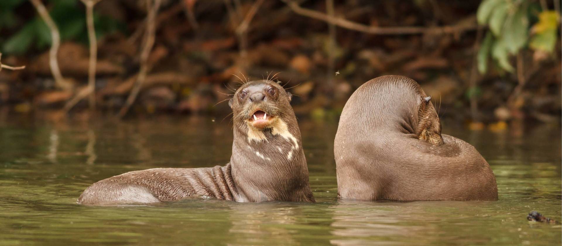 Amazon Rainforest Tour | Peru Amazon Jungle Adventure | World Expeditions