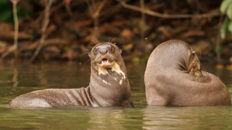 Giant otter swimming in Sandoval Lake in the Peruvian Amazon