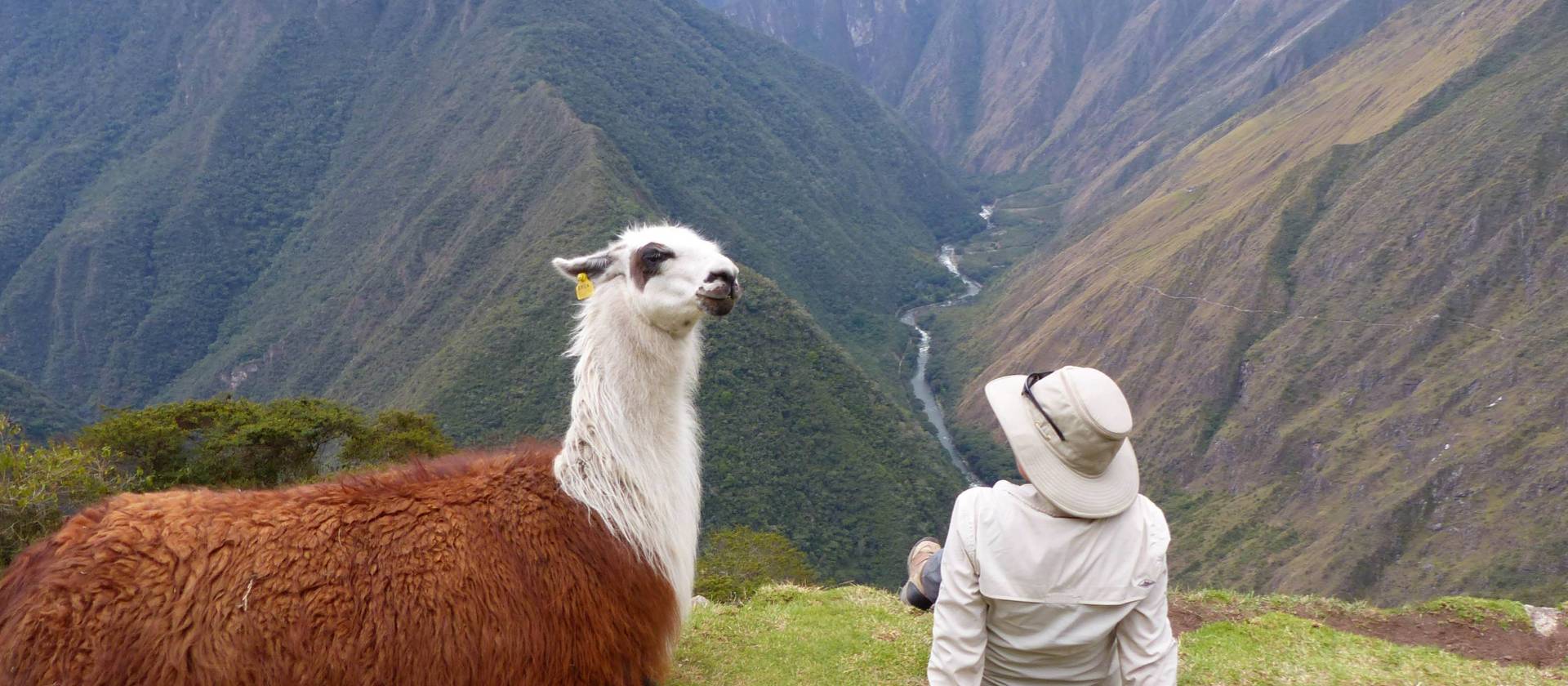 Machu Picchu Llama: The Inca Trail of the Sacred Llamas