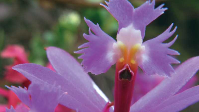 One of the beautiful orchid's found along the Inca Trail | Ian Williams