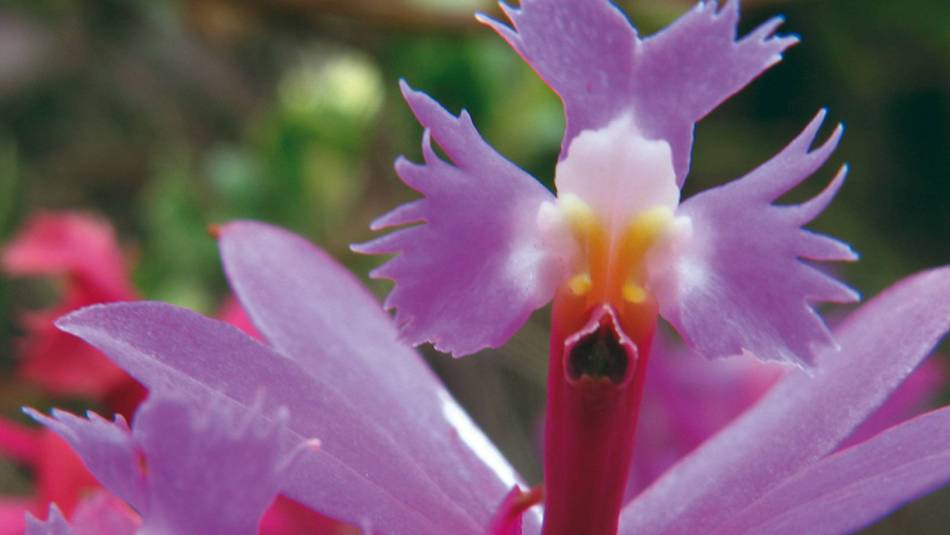 One of the beautiful orchid's found along the Inca Trail | Ian Williams