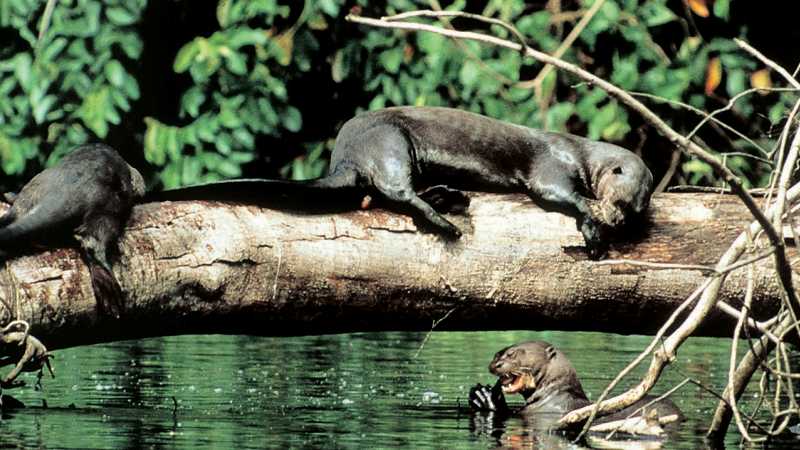 One of the world's most unusual animals, the Giant Otter, can be seen in the jungles of Peru | Andreas Holland
