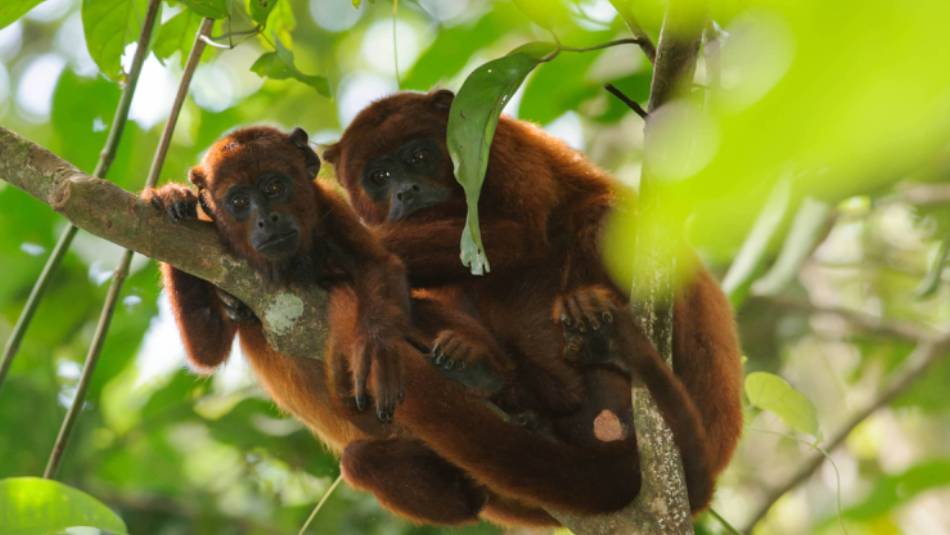Keep an eye out for Red Howler Monkeys in Tambopata National Reserve